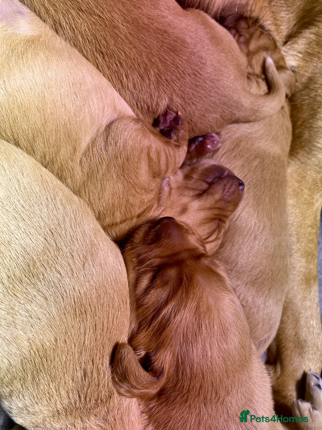 Cockerdor dogs for sale: Beautiful Deep Dark Red Cockerdors DNA Clear - Image 2