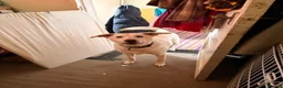 Mixed Breed dogs for sale: Awesome Oliver - Advert 6