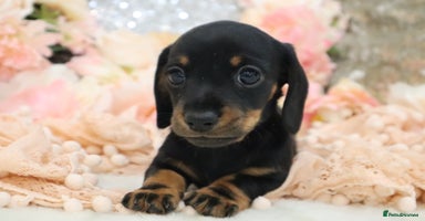 Miniature Dachshund dogs - Advert 9