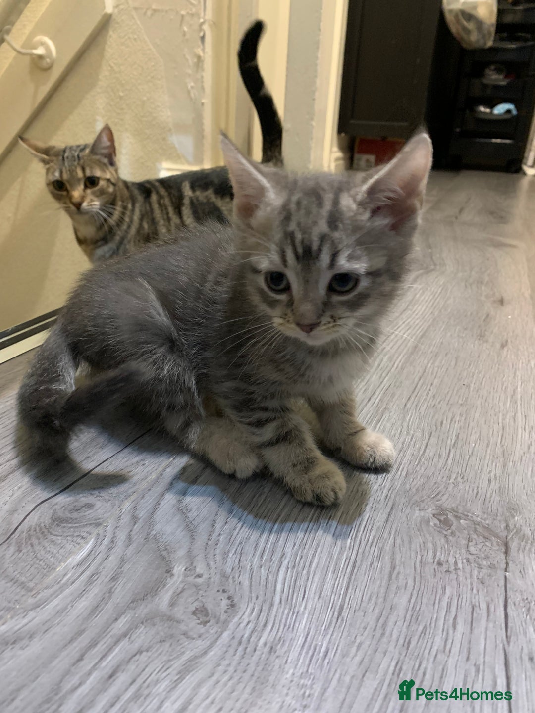 American Shorthair cats for sale: American shorthair tabby kittens  - Advert 2