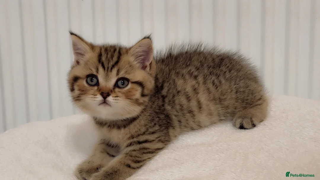 British Shorthair cats for stud: Top quality bsh of caveofcats 🏆 - Advert 8