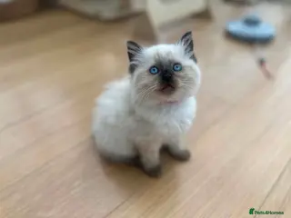 Ragdoll cats Ragdoll kittens *one female left* - Advert 13