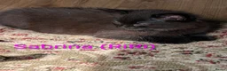 Mixed Breed cats for sale: Beautiful kittens ready for new homes NOW! in King's Lynn - Advert 9