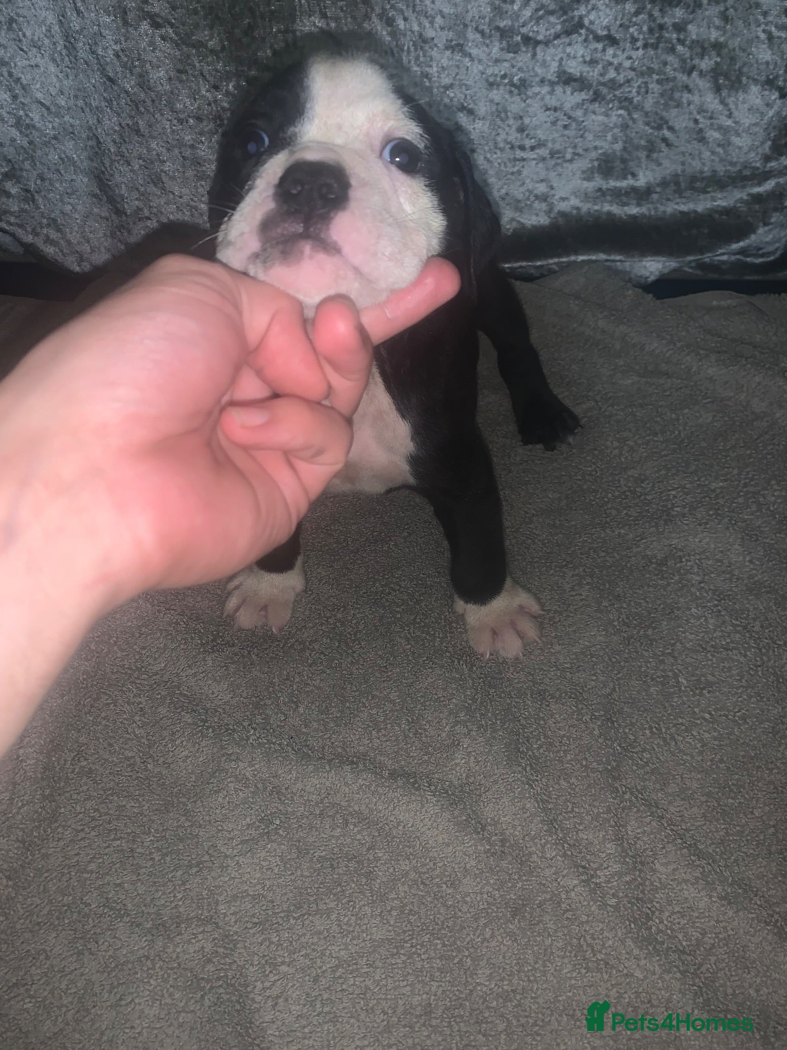 Olde English Bulldogge dogs Ready to leave Old English bulldog puppy’s  - Advert 5
