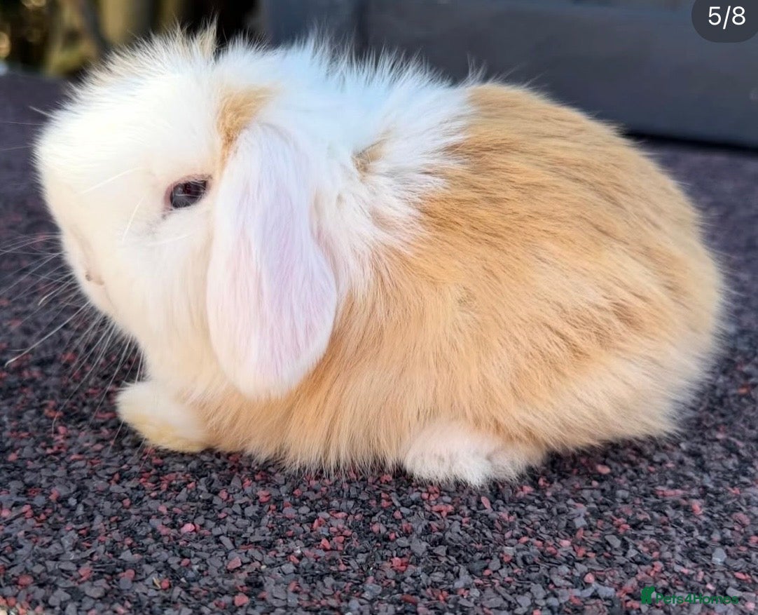 Mini Lop rabbits mini lop baby boy - Advert 3