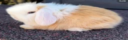 Mini Lop rabbits for sale: mini lop baby boy - Advert 1