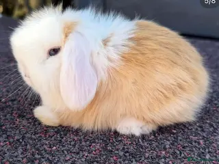 Mini Lop rabbits mini lop baby boy - Advert 3