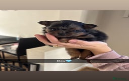 Pomeranian dogs for sale: Pomeranian puppies  - Image 5