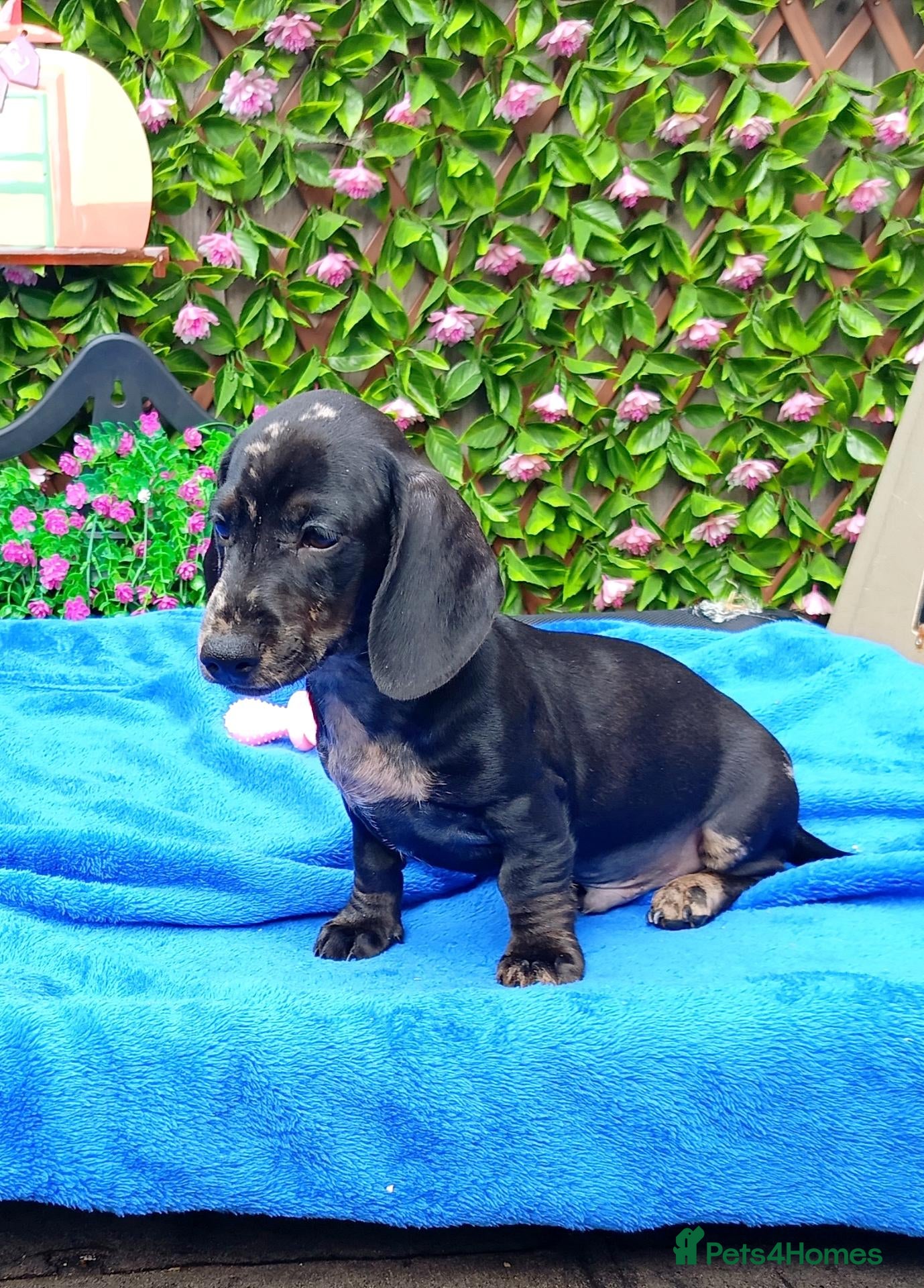 Miniature Dachshund dogs 🌈 BEAUTIFUL “RAINBOW” DACHSHUND LITTER 🌈 - Advert 2