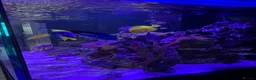 Shrimps fish for sale: Saltwater Marine Fish, complete set up - Advert 3