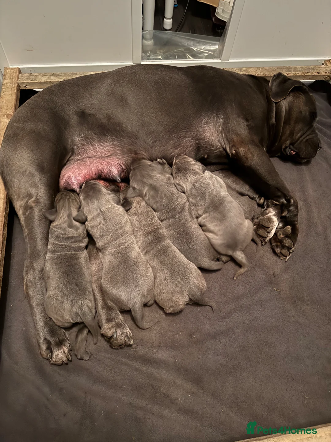 Cane Corso dogs for sale: Champion Bloodline Cane Corso Puppies in Cumnock - Advert 2