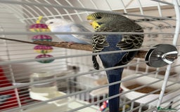 Budgerigars birds for sale: Female budgies - Image 2