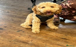 Cockapoo dogs for sale: Make Cockerpoo  - Image 4