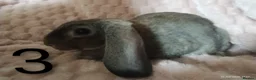 Rex rabbits for sale: 4 baby female Rex's - Advert 13
