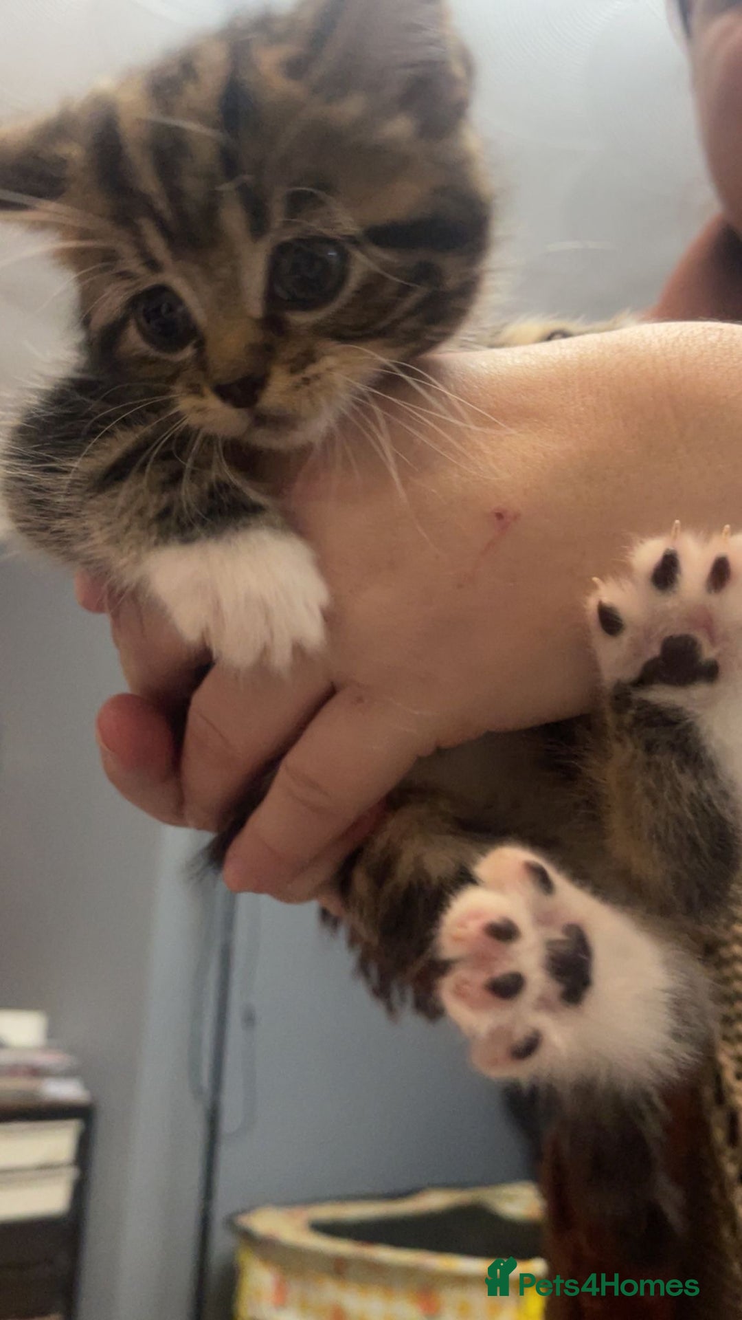 Norwegian Forest Cat cats for sale: Norwegian forest cross kittens super fluffy  - Advert 2