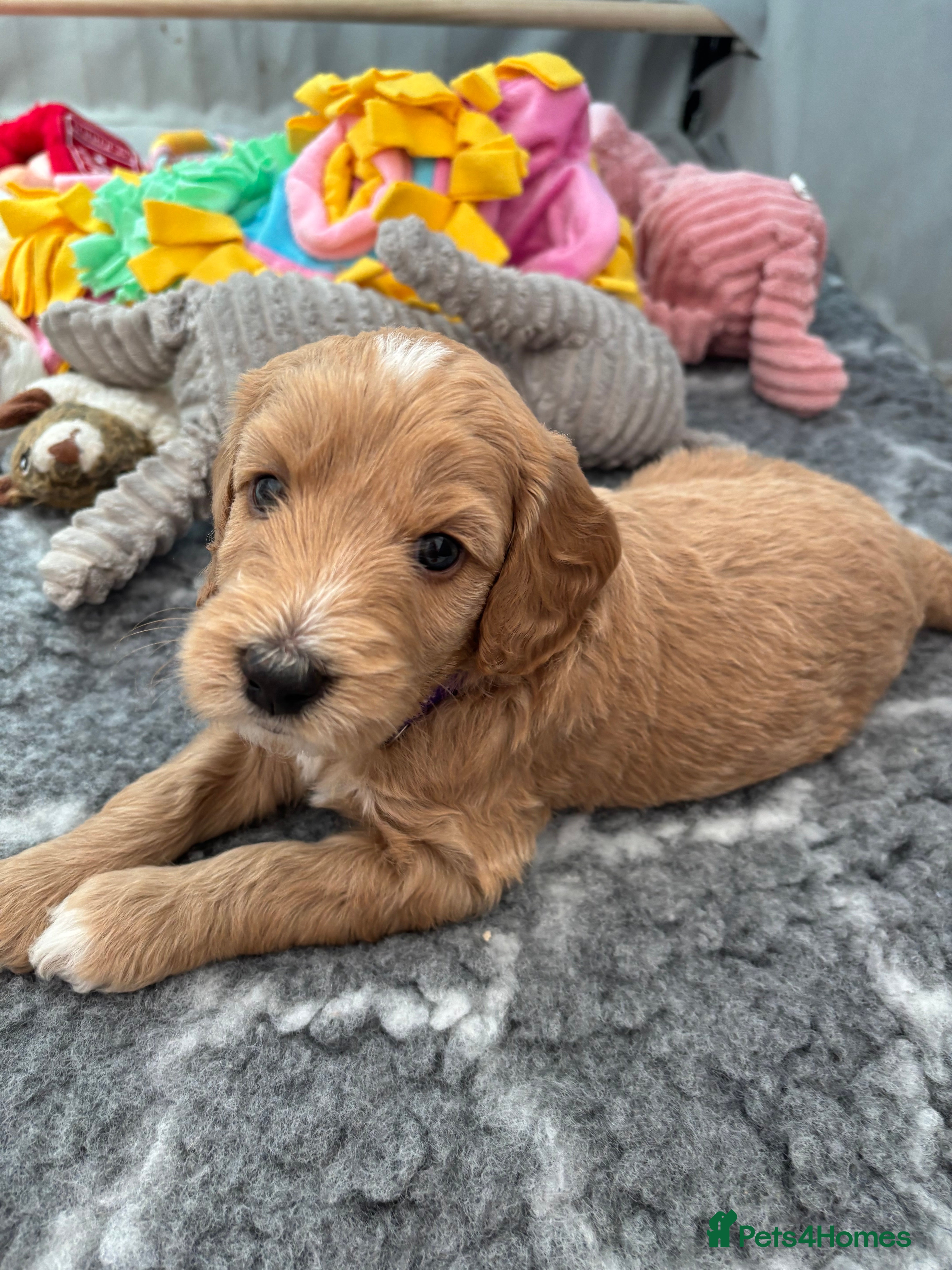 Mini Goldendoodle dogs Mini Goldendoodle  - Advert 2