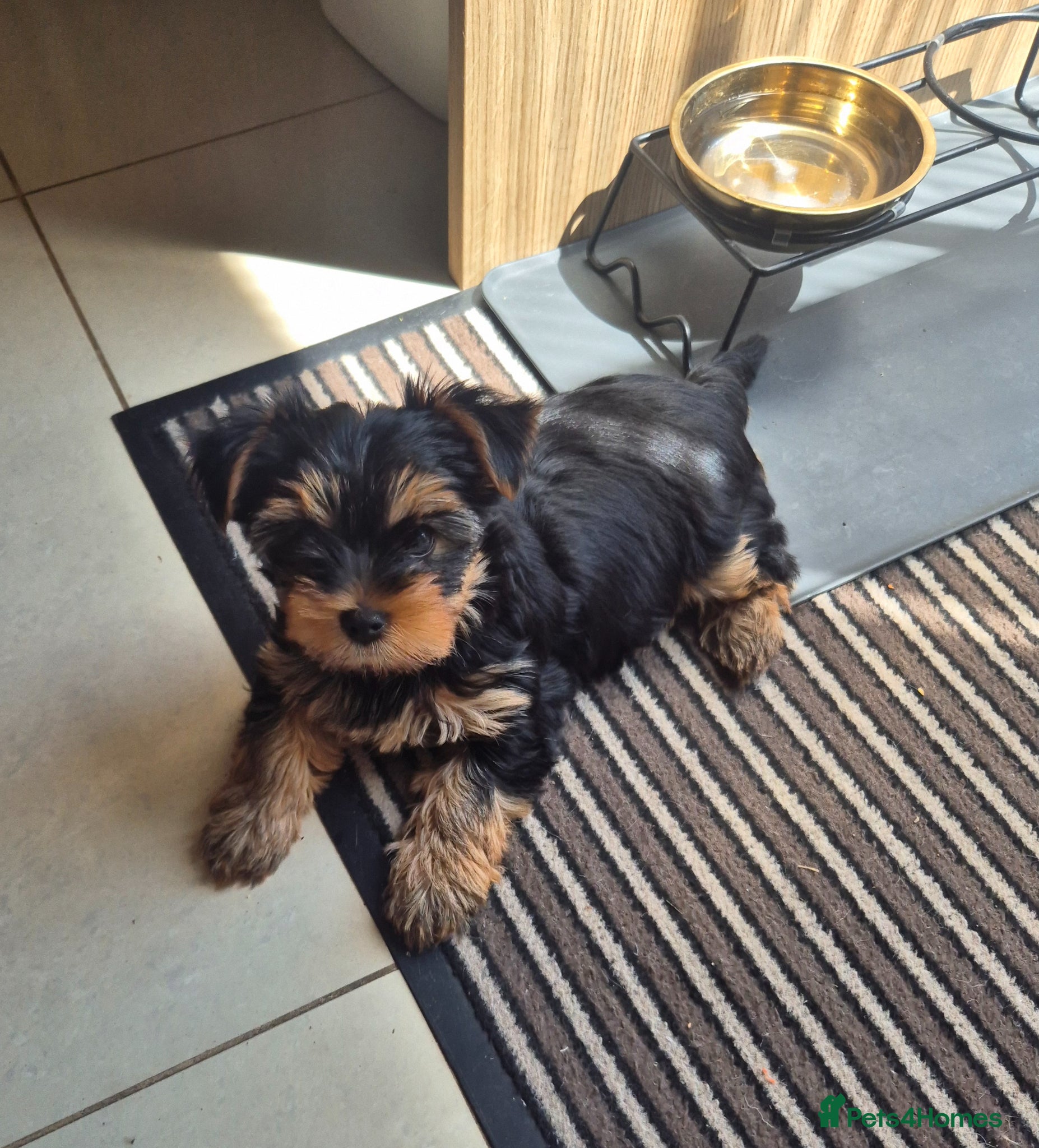 Yorkshire Terrier dogs  KC Registered Yorkshire Terrier Puppies  - Advert 4