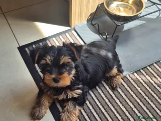 Yorkshire Terrier dogs KC Registered Yorkshire Terrier Puppies - Advert 4