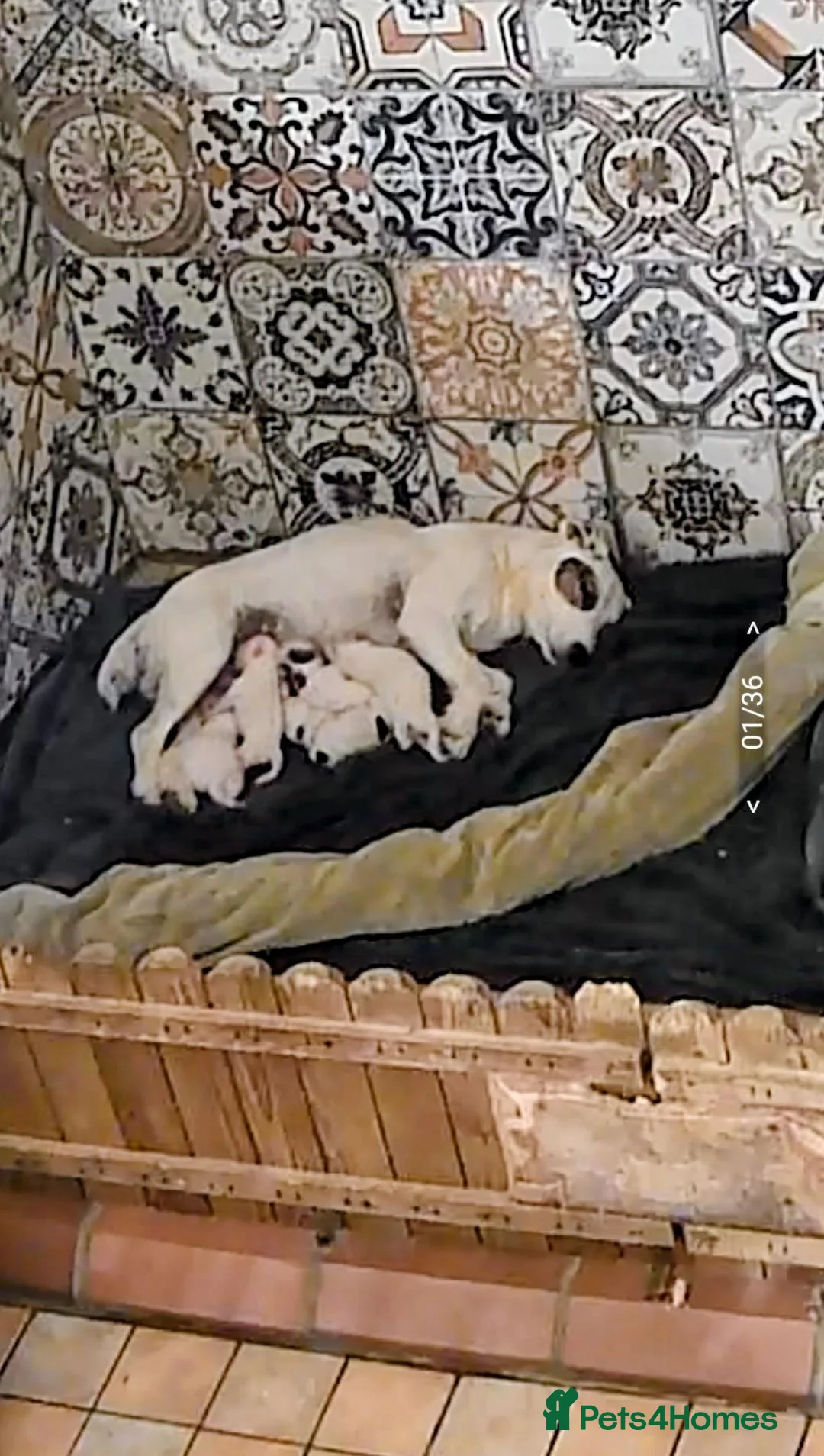 Jack Russell dogs for sale: Traditional Jack Russell terrier pups in Whitchurch - Advert 28