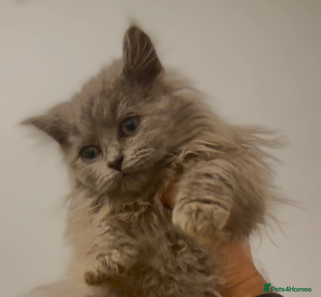 British Longhair cats for sale: Adorable British Longhair Kittens Ready Now! - Advert 1