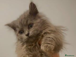 British Longhair cats Adorable British Longhair Kittens Ready Now! - Advert 2