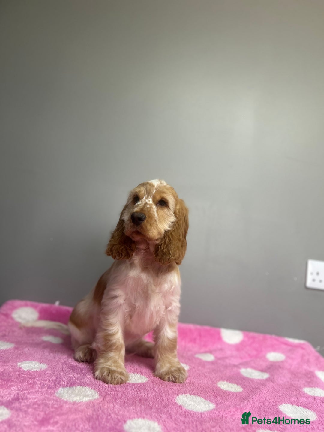 Cocker Spaniel dogs for sale: Lemon roan cocker spaniel boy  - Advert 5