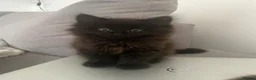 Mixed Breed cats for sale: 3 beautiful kittens for sale  in Southampton - Advert 2