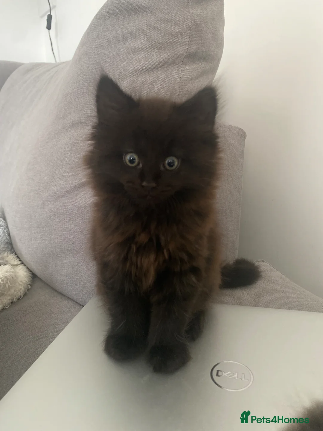 Mixed Breed cats for sale: 3 beautiful kittens for sale  in Southampton - Advert 2