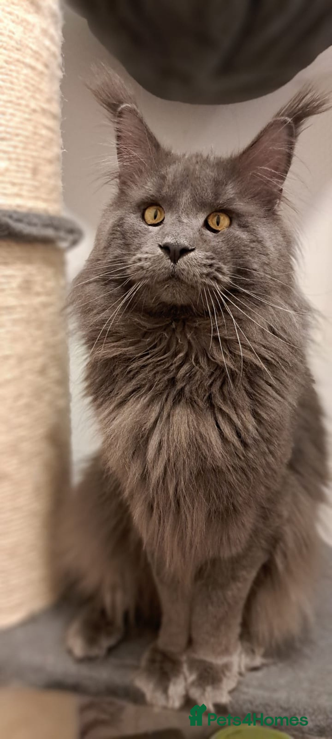 Maine Coon cats for sale: Blue Tabby boys TICA register  - Advert 9