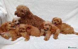 Cavapoo dogs for sale: Cavapoo puppies  - Image 11