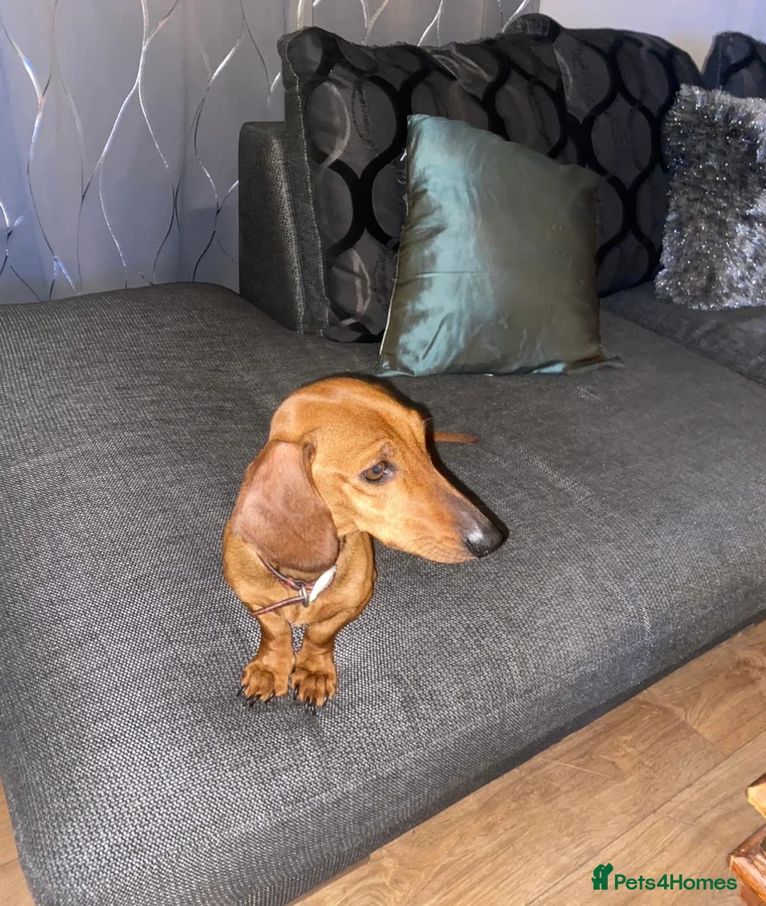 Dachshund dogs for sale: Female dachshund  - Advert 1