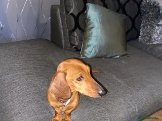 Dachshund dogs Female dachshund - Advert 2