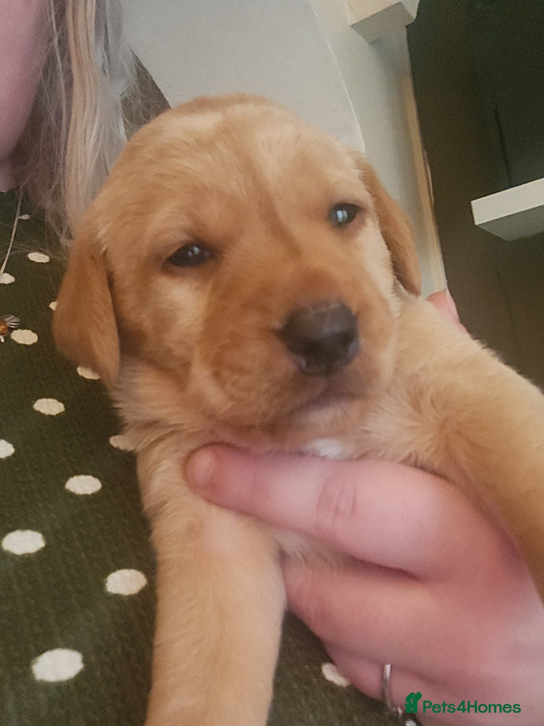 Labrador Retriever dogs for sale: Fox red KC reg labrador puppies - Image 9