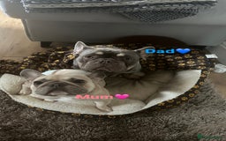 French Bulldog dogs for sale: French Bulldog Puppies - Image 5