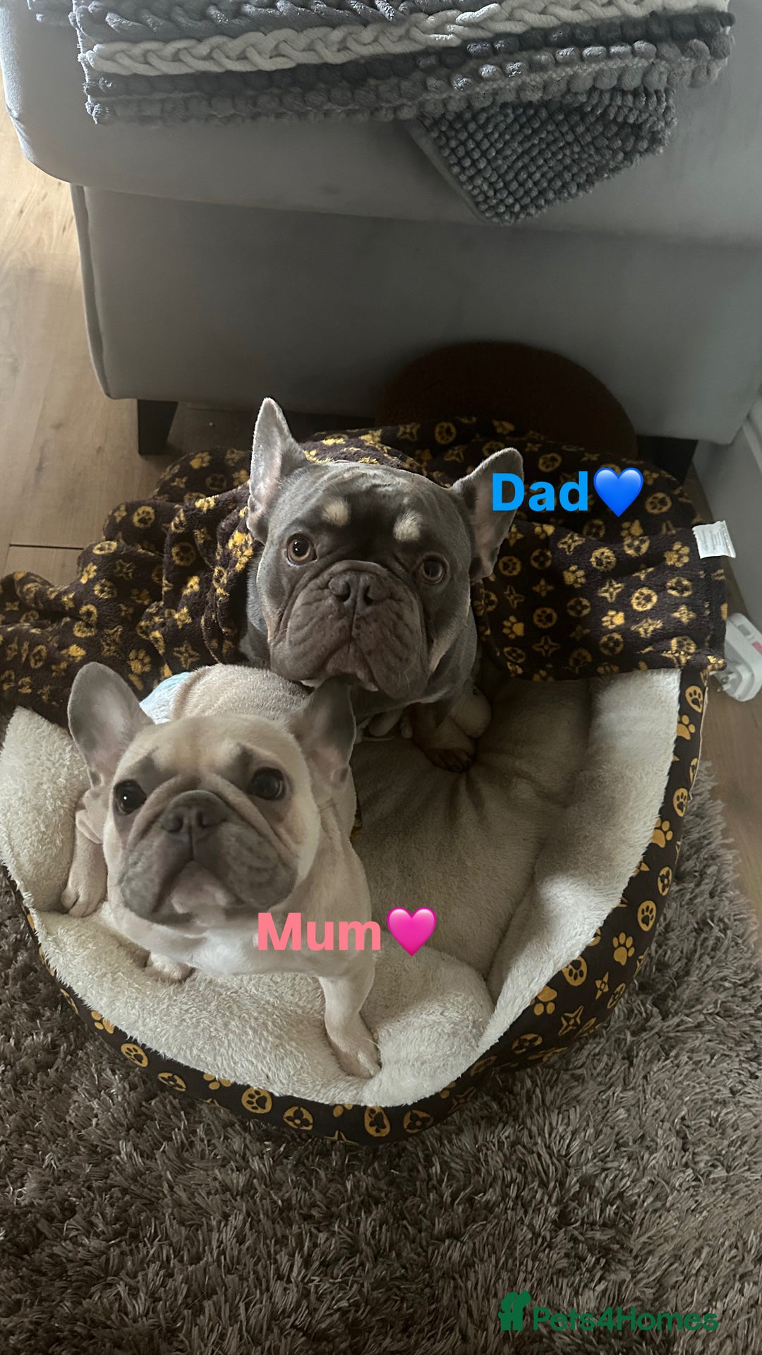 French Bulldog dogs for sale: French Bulldog Puppies - Image 5