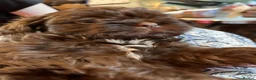Shih Tzu dogs for sale: Adorable Shih Tzu puppies - Advert 11