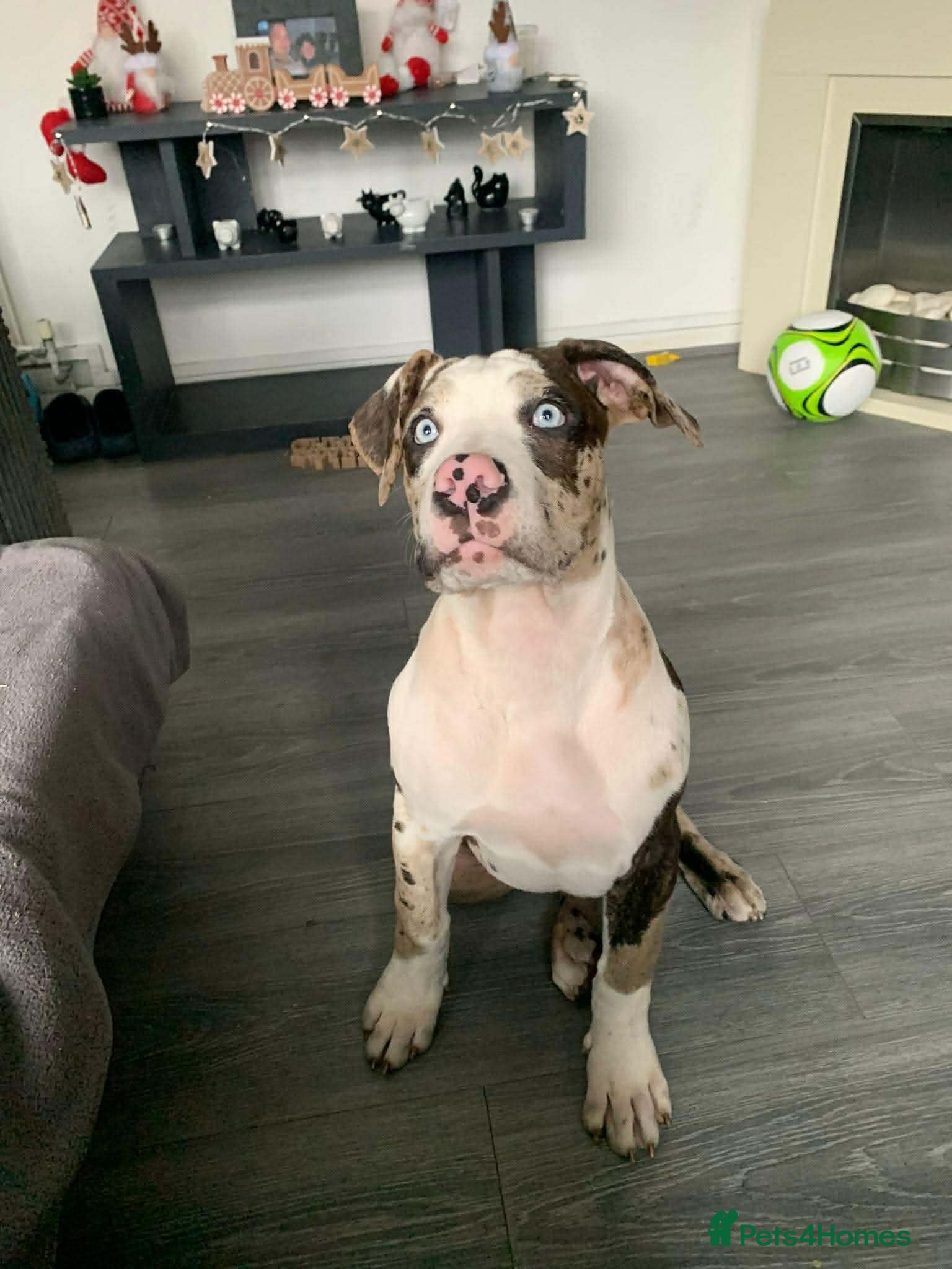 Alapaha Blue Blood Bulldog dogs MALE Alapaha blue blood bulldog - Advert 2