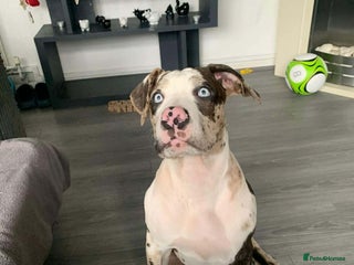 Alapaha Blue Blood Bulldog dogs MALE Alapaha blue blood bulldog - Advert 2