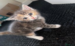 Domestic Shorthair cats for sale: Domestic shorthair kittens - Image 3