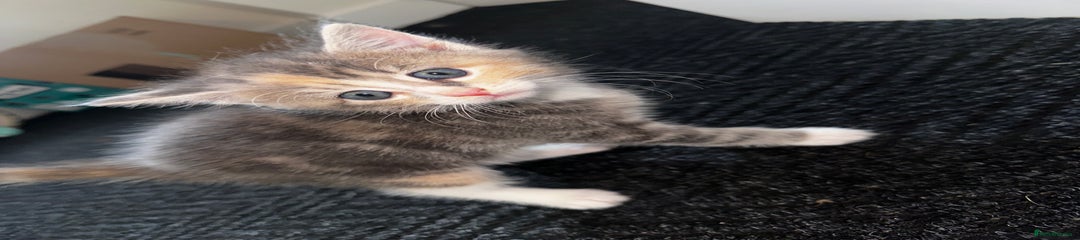 Domestic Shorthair Kitten 3