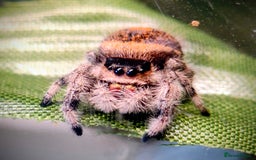 Spiders invertebrates for sale: 3 x female young adult jumping  spiders phidippus - Image 1