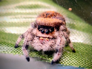 Spiders invertebrates - Advert 1