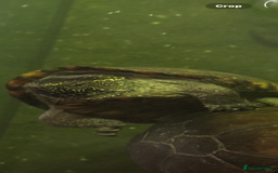Turtle reptiles for sale: Eastern mud turtle Trio (kinosternon subrubrum) - Image 2