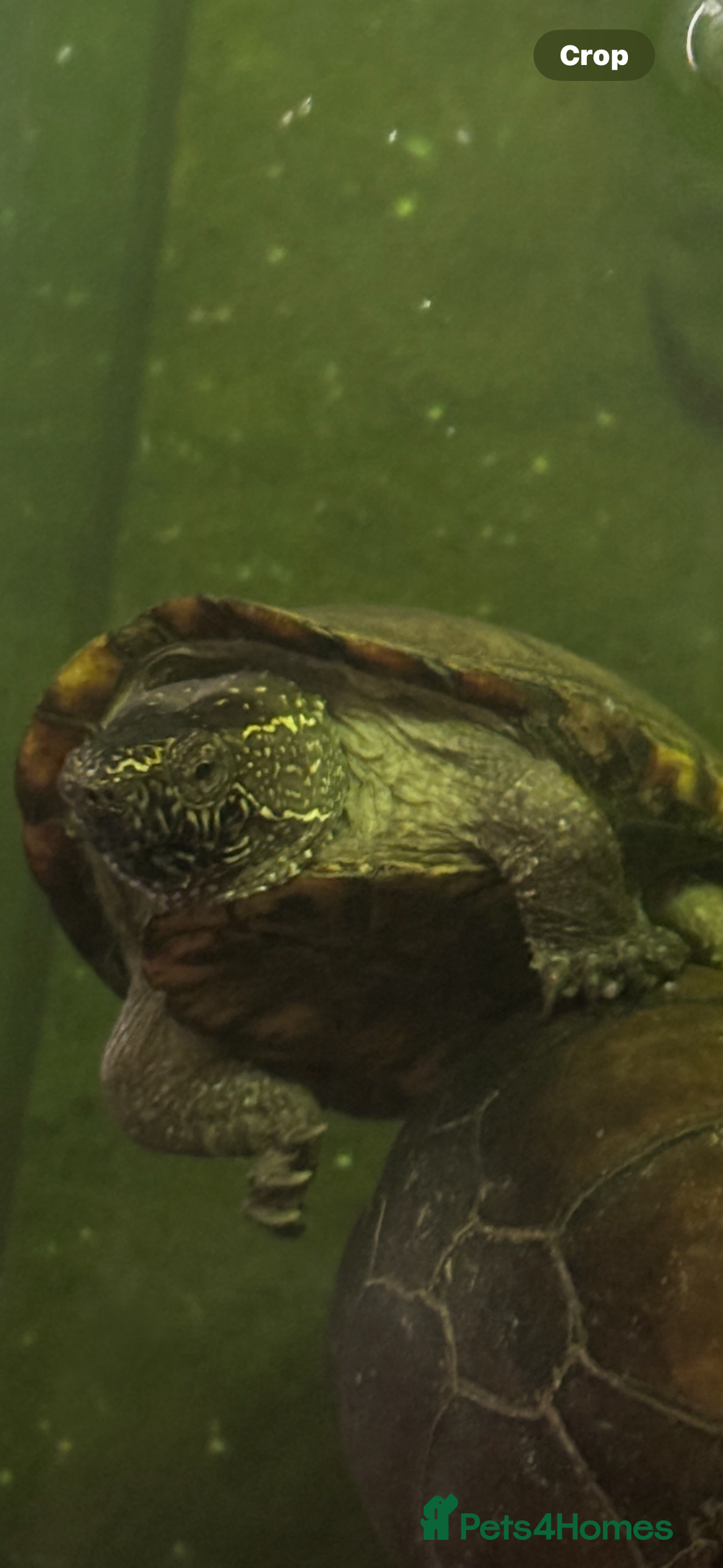 Turtle reptiles for sale: Eastern mud turtle Trio (kinosternon subrubrum) - Image 2