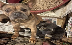 French Bulldog dogs for sale: Beautiful Fluffy Frenchie Pups - Advert 2