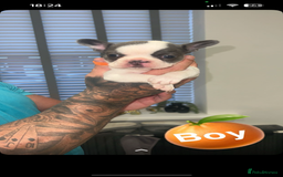 French Bulldog dogs for sale: French bulldogs  - Image 16