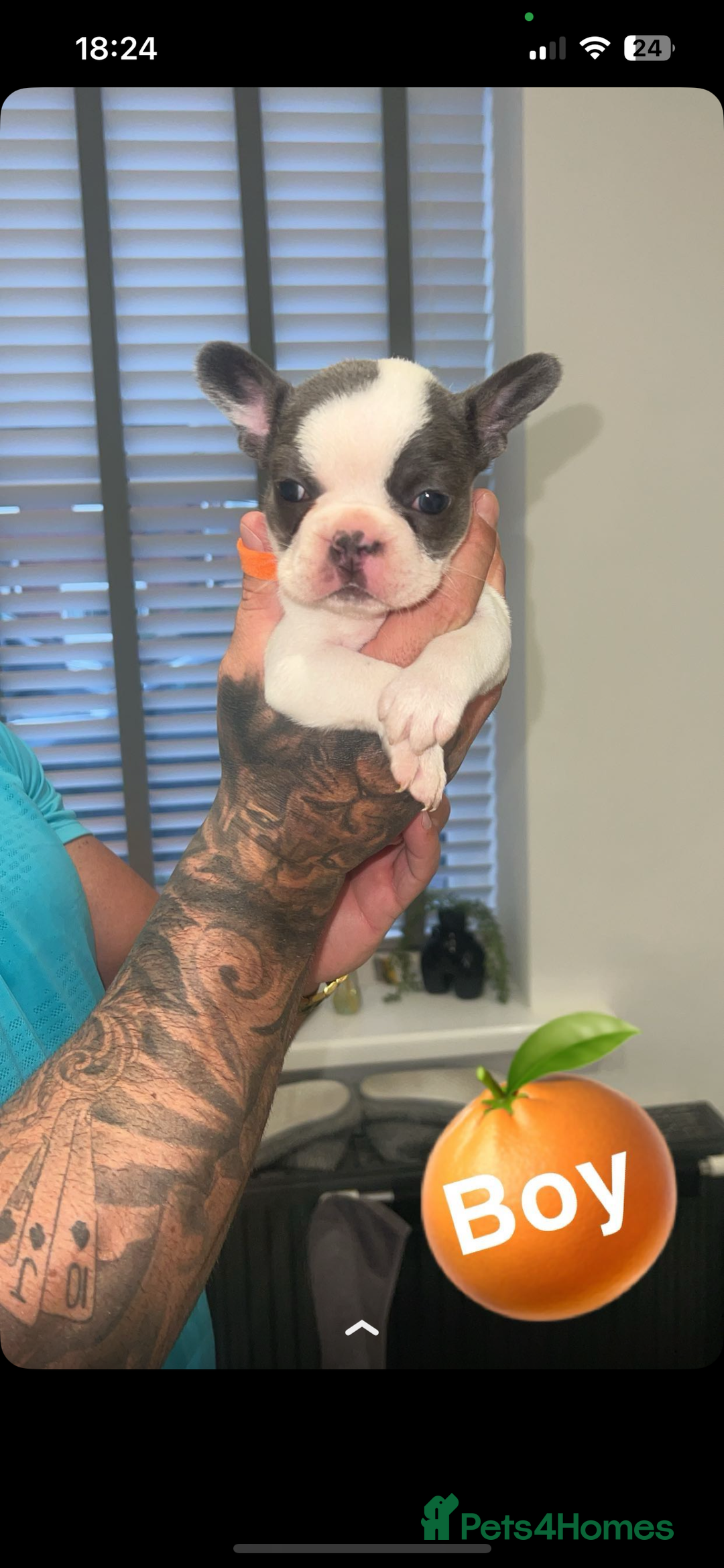 French Bulldog dogs for sale: French bulldogs  - Image 16