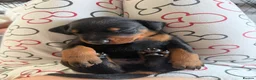 Dobermann dogs for sale: 1 Beautiful Female Doberman Puppy  - Advert 6