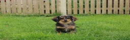 Mixed Breed dogs for sale: 💕 Adorable Tiny Pomweenie Puppies 💕 - Advert 8