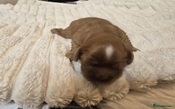 Cavalier King Charles Spaniel dogs for sale: Ruby boys kc cavalier King Charles puppies  - Image 30